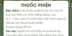 THUỐC PHIỆN